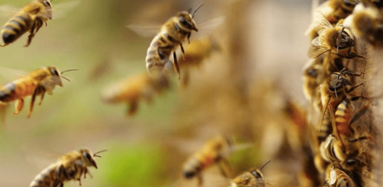 Почему гибнут пчелы. Погибло 39,6 тысяч пчелосемей