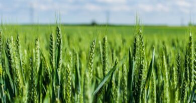 История пшеницы: где человек взял пшеницу? Неужели ей 18 тысяч лет?