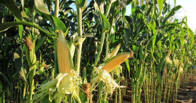 История происхождения кукурузы. Ей 9000 лет
