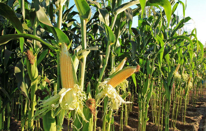 История происхождения кукурузы. Ей 9000 лет