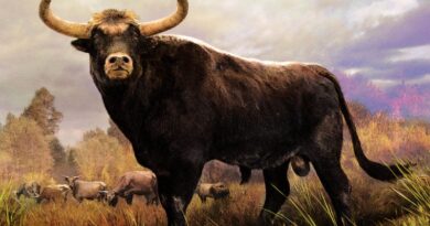 История буренки: от кого произошли домашние коровы?